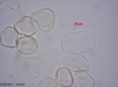 ISEM 1/Aspalathus_laricifolia_33426/Aspalathus_laricifolia_33426_0001(copy)_thumb.jpg